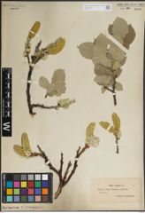 Foto von Salix lanata L.